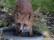 Vulpes vulpes, Red fox, Renard roux, Yukon River Campground, Dawson City, Yukon, Canada