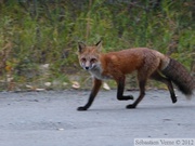 Vulpes vulpes, Red fox, Renard roux, Yukon River Campground, Dawson City, Yukon, Canada