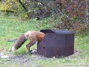 Vulpes vulpes, Red fox, Renard roux, Yukon River Campground, Dawson City, Yukon, Canada