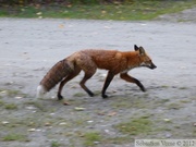 Vulpes vulpes, Red fox, Renard roux, Yukon River Campground, Dawson City, Yukon, Canada