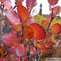 Le sang du Yukon, Betula glandulosa/nana, dwarf birches, bouleaux nains, Goldensides trail, Tombstone Park, Yukon, Canada