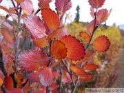 Le sang du Yukon, Betula glandulosa/nana, dwarf birches, bouleaux nains, Goldensides trail, Tombstone Park, Yukon, Canada