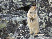 Spermophilus parryii, Arctic ground squirrel, Ecureuil terrestre arctique, Goldensides trail, Tombstone Park, Dempster Highway, Yukon, Canada