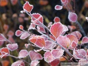 Au matin du 8 septembre.... Betula glandulosa/nana, dwarf birches, bouleaux nains, Tombstone Park campground, Yukon, Canada