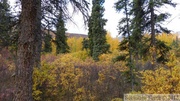 Grizzli Lake trail, Tombstone Park, Yukon, Canada