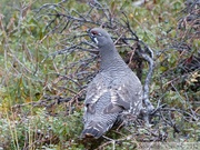 Falcipennis canadensis, Spruce grouse, Tétras du Canada, Grizzli Lake trail, Tombstone Park, Yukon, Canada