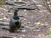 Falcipennis canadensis, Spruce grouse, Tétras du Canada, Grizzli Lake trail, Tombstone Park, Yukon, Canada