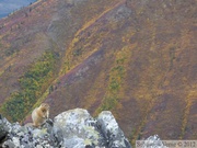 Spermophilus parryii, Arctic ground squirrel, Ecureuil terrestre arctique, Grizzli Lake trail, Tombstone Park, Yukon, Canada