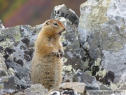 Spermophilus parryii, Arctic ground squirrel, Ecureuil terrestre arctique, Grizzli Lake trail, Tombstone Park, Yukon, Canada