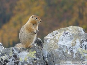 Spermophilus parryii, Arctic ground squirrel, Ecureuil terrestre arctique, Grizzli Lake trail, Tombstone Park, Yukon, Canada