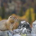 Spermophilus parryii, Arctic ground squirrel, Ecureuil terrestre arctique, Grizzli Lake trail, Tombstone Park, Yukon, Canada