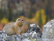 Spermophilus parryii, Arctic ground squirrel, Ecureuil terrestre arctique, Grizzli Lake trail, Tombstone Park, Yukon, Canada