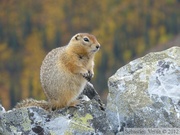 Spermophilus parryii, Arctic ground squirrel, Ecureuil terrestre arctique, Grizzli Lake trail, Tombstone Park, Yukon, Canada