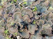 Lichens, Grizzli Lake trail, Tombstone Park, Yukon, Canada