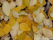 Feuilles de peuplier faux-tremble, Populus tremuloides, L'or du Yukon, North Klondike River Trail, Tombstone Park, Yukon, Canada