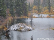 Castor Canadensis, American beaver, Castor américain, nid, Dempster Highway, Tombstone Park, Yukon, Canada