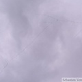 Migration des grues, Grus canadensis, Sandhill Cranes, Tok, Alaska
