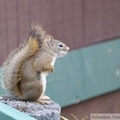 Tamiasciurus hudsonicus, Red squirrel, Écureuil roux, Tok, Alaska