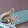 Tamiasciurus hudsonicus, Red squirrel, Écureuil roux, Tok, Alaska