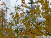 Peuplier faux-tremble, Populus tremuloides, L'or du Yukon, Alaska Highway, Alaska