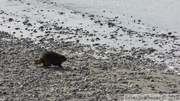 Erethizon dorsatum, American Porcupine, Porc-épic d'Amérique, Kluane River, Alaska Highway, Yukon, Canada