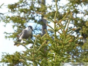 Perisoreus canadensis, Gray Jay, Whisky Jack, Geai gris, Alaska Highway, Yukon, Canada