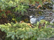 Perisoreus canadensis, Gray Jay, Whisky Jack, Geai gris, Alaska Highway, Yukon, Canada