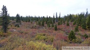 Auriol Trail, Kluane Park, Yukon, Canada