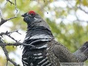 Falcipennis canadensis, Spruce grouse, Tétras du Canada, Auriol Trail, Kluane Park, Yukon, Canada