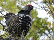 Falcipennis canadensis, Spruce grouse, Tétras du Canada, Auriol Trail, Kluane Park, Yukon, Canada