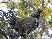 Falcipennis canadensis, Spruce grouse, Tétras du Canada, Auriol Trail, Kluane Park, Yukon, Canada