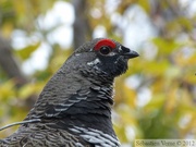 Falcipennis canadensis, Spruce grouse, Tétras du Canada, Auriol Trail, Kluane Park, Yukon, Canada