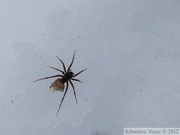 Araignée sur la neige, Auriol Trail, Kluane Park, Yukon, Canada