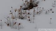 Auriol Trail, Kluane Park, Yukon, Canada