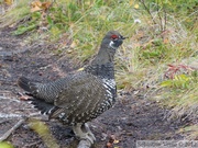 Falcipennis canadensis, Spruce grouse, Tétras du Canada, Auriol Trail, Kluane Park, Yukon, Canada