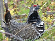 Falcipennis canadensis, Spruce grouse, Tétras du Canada