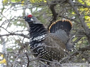 Falcipennis canadensis, Spruce grouse, Tétras du Canada, Auriol Trail, Kluane Park, Yukon, Canada