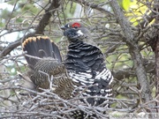 Falcipennis canadensis, Spruce grouse, Tétras du Canada, Auriol Trail, Kluane Park, Yukon, Canada