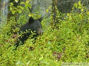 Ursus americanus, Ours noir, Kluane Park, Haines Highway, Yukon, Canada