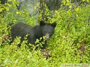 Ursus americanus, Ours noir, Kluane Park, Haines Highway, Yukon, Canada