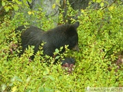 Ursus americanus, Ours noir, Kluane Park, Haines Highway, Yukon, Canada