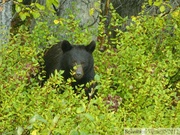 Ursus americanus, Ours noir, Kluane Park, Haines Highway, Yukon, Canada