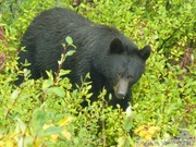 Ursus americanus, Ours noir, Kluane Park, Haines Highway, Yukon, Canada