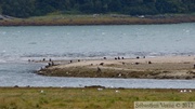 Haliaeetus leucocephalus, Bald eagle, Pygargue à tête blanche, Chilkoot River, Haines, Alaska