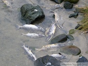 Oncorhynchus gorbuscha, Saumon rose à bosse, Pink salmon, Chilkoot River, Haines, Alaska