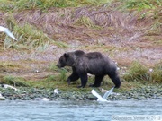 Ursus arctos horribilis, grizzli, Chilkoot River, Haines, Alaska