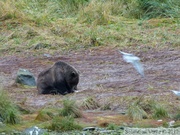 Ursus arctos horribilis, grizzli, Chilkoot River, Haines, Alaska