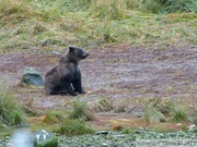 Ursus arctos horribilis, grizzli, Chilkoot River, Haines, Alaska