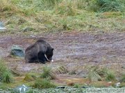 Ursus arctos horribilis, grizzli, Chilkoot River, Haines, Alaska