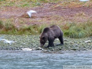 Ursus arctos horribilis, grizzli, Chilkoot River, Haines, Alaska